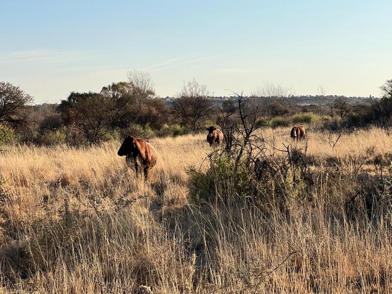 0 Bedroom Property for Sale in Heilbron Free State